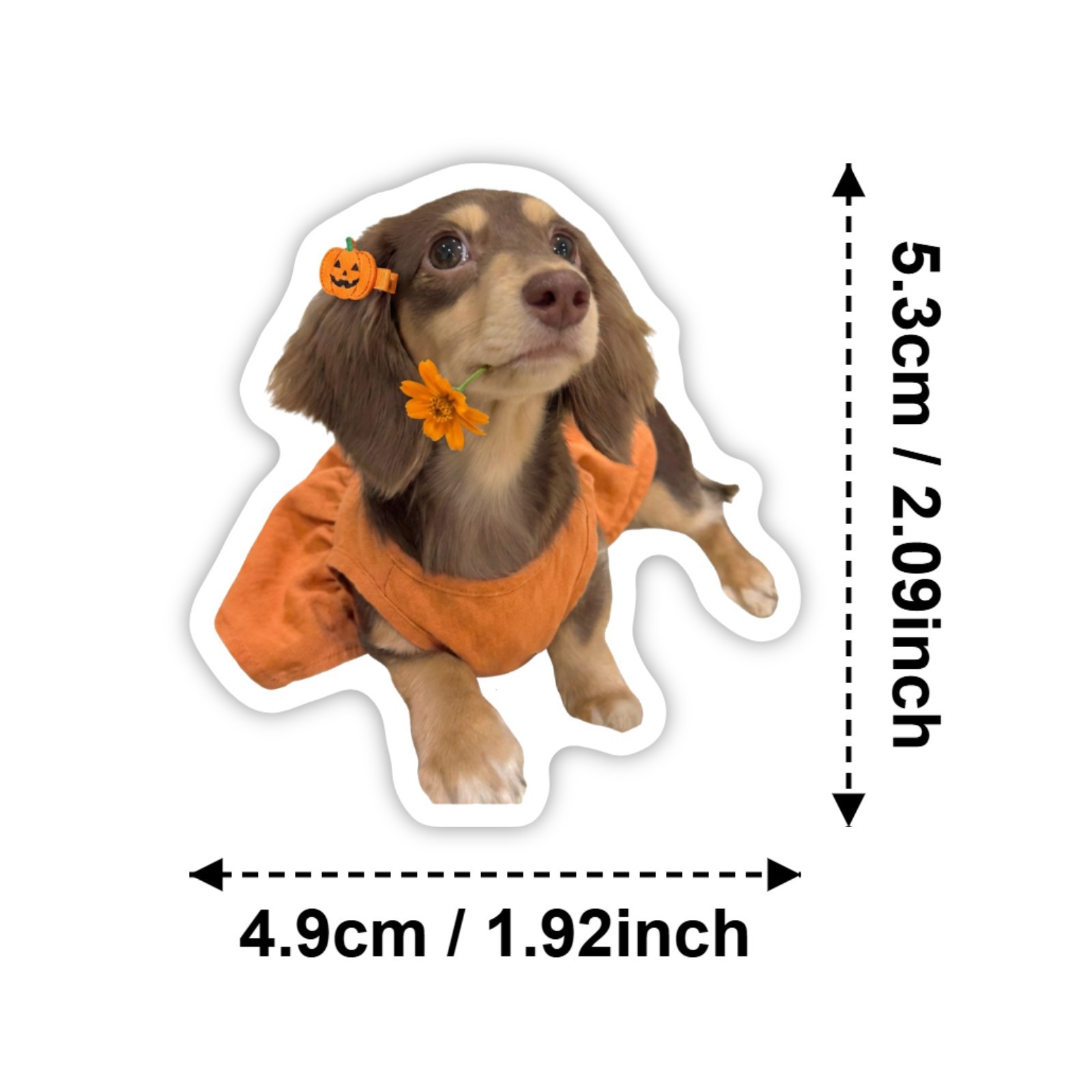 50 Pcs HD Cute Dachshund Stick – обзор и цена Motorcycle Gear For Dogs