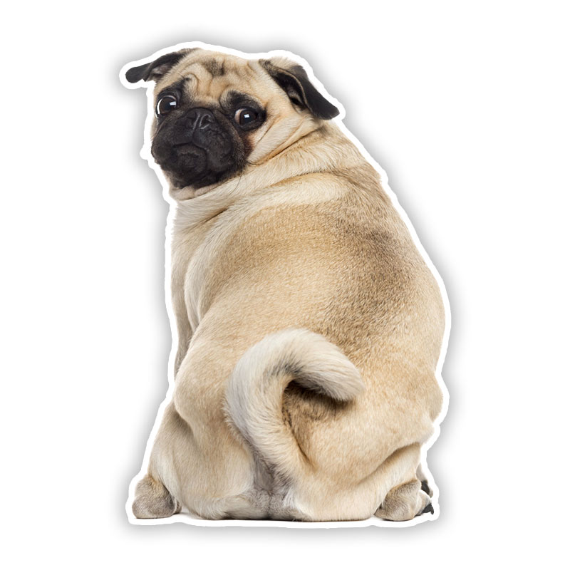 B0692# Self-adhesive Decal Pug – обзор и цена Motorcycle Gear For Dogs